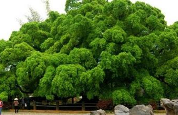 大榕树：世界上树冠最大的树(有气根，能“独木成林”)