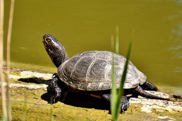 乌龟晒太阳有什么好处：促进对钙质的吸收(对乌龟杀菌消毒)