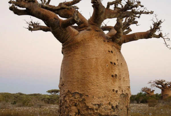 纺锤树：可以储存水的树(锦葵科纺锤树属植物)
