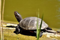 乌龟软甲病怎么治疗：让乌龟多晒太阳(补充钙质营养)