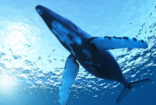 世界上现存最大的动物：蓝鲸(重量可达160吨)