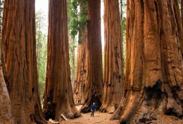 世界上体积最大的树：巨杉(产自美国加利福尼亚)