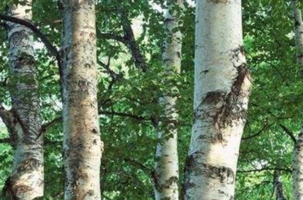 铁桦树：世界上最硬的树(是世界珍稀濒危野生植物)