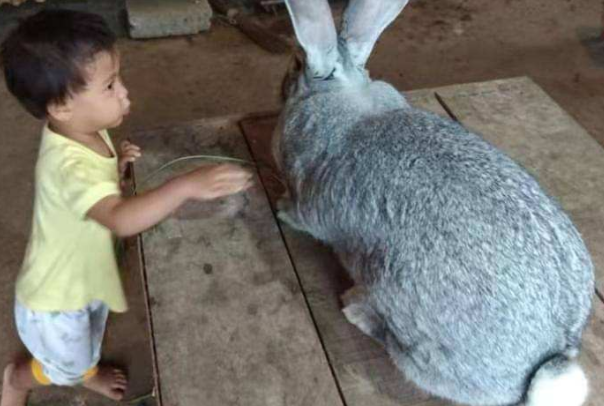 兔子大流士：世界上最大的兔子(体重重达45斤)