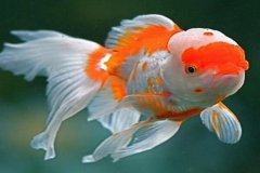 金鱼的眼睛为什么突然没了：被其他鱼儿吃掉(寄生虫感染)