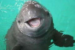 瓦吉塔：世界上最小的鲸鱼(鼠海豚科鼠海豚属动物)