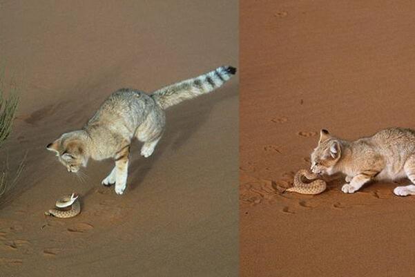 沙漠十大恐怖动物 蒙古死亡蠕虫会释放电流,可顷刻毙命!