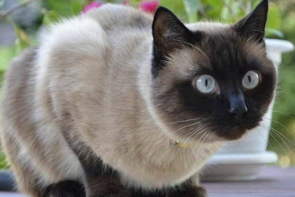 暹罗猫：世界上最著名的短毛猫品种之一(原产地为暹罗)