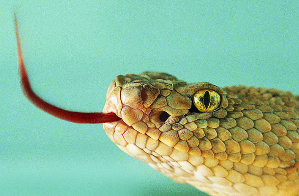 蛇为什么会发出嘶嘶的声音：呼吸发出声音(通过气孔呼吸)