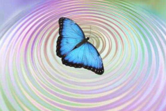 蝴蝶效应是什么意思：微小的变化影响事物发展(混沌现象)