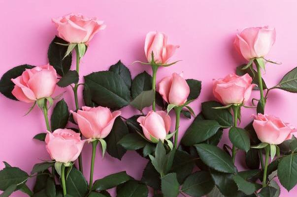 粉色玫瑰花代表什么意思(初恋、求爱、甜蜜与特别的关怀)