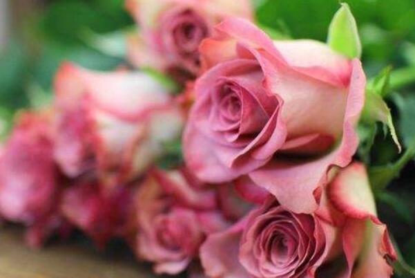 粉色玫瑰花代表什么意思(初恋、求爱、甜蜜与特别的关怀)
