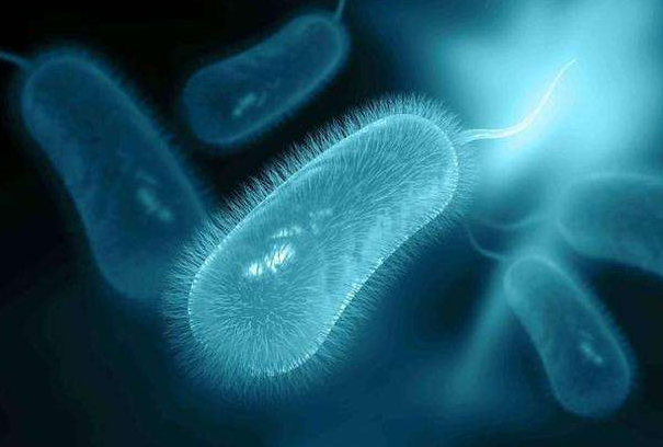 什么是幽门螺旋杆菌：能在胃中生存的细菌(引发胃炎等)