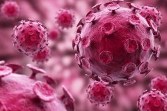 hpv是什么病毒：人类乳头瘤病毒(可导致宫颈癌)
