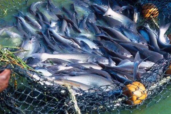 为什么巴沙鱼是世界上最脏的鱼：长于臭水沟(身上多粘液)
