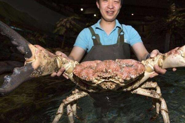 世界上最大的螃蟹排名：第一名为杀人蟹(长达4.2米)