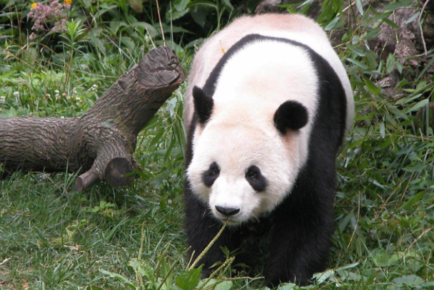 食铁兽是什么动物：大熊猫(为国家一级保护动物)