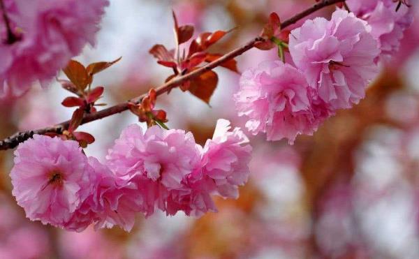 桃花是什么季节开的，春季3-4月盛开，象征甜蜜美满的爱情
