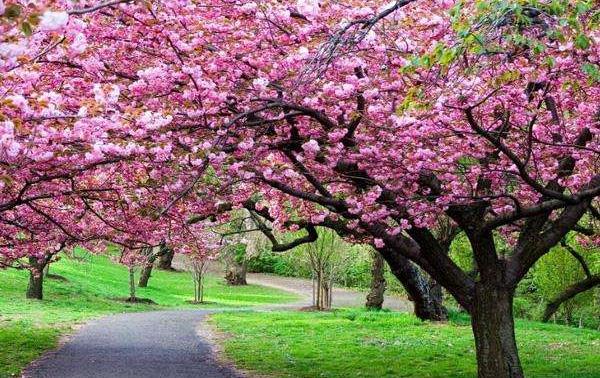 桃花是什么季节开的，春季3-4月盛开，象征甜蜜美满的爱情