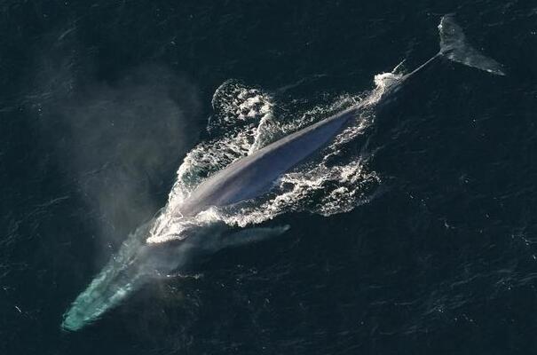 世界上最大的鲸鱼多少吨重?蓝鲸最重239吨(地球上最大的动物)