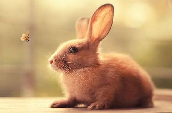 十只兔子吓死了多少人：没有吓死人(网友们的过度猜想)