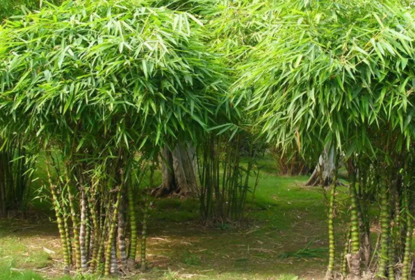 世界上长得最快的植物：竹子(一天可长高一米)