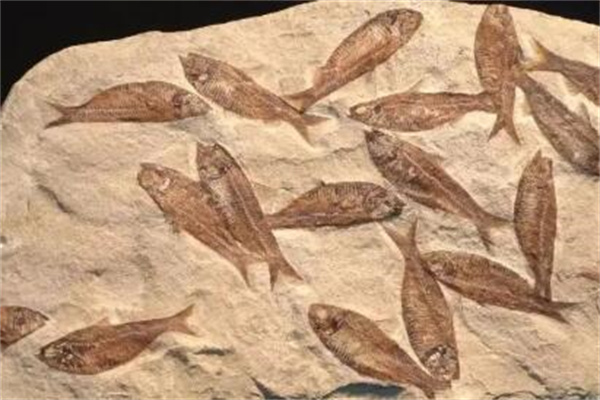 化石是怎么形成的对于我们研究早期人类有什么作用，埋葬形成的