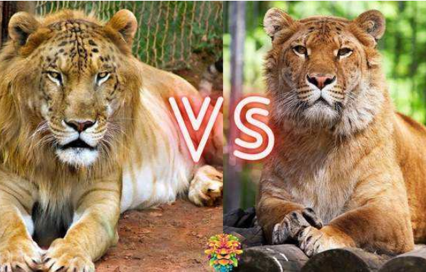 狮虎兽与虎狮兽的区别：体型相差较大(狮虎兽更强大)