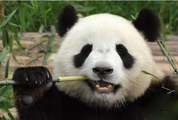 大熊猫一天排便多少次：四十次左右(食物营养少食量大)