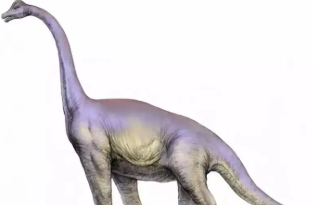史上最大的恐龙是什么：地震龙(体长32-36米/体重31-40吨)