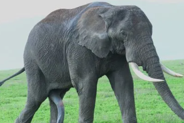 世界上最厉害的动物第一名：非洲公象(平时大多温和示人)