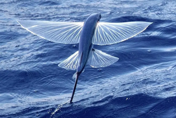 长翅龙占丽鱼：尼罗罗非鱼(分布在非洲、中南美热带地区)
