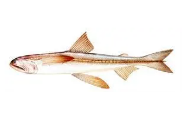 龙头鱼：龙头鱼科龙头鱼属鱼类(为沿海中下层鱼类)