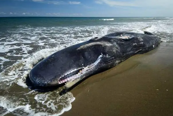 鲸鱼搁浅意味着什么：人类对于鲸鱼的影响(发生鲸爆)