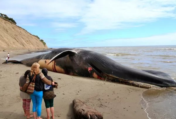鲸鱼搁浅意味着什么：人类对于鲸鱼的影响(发生鲸爆)
