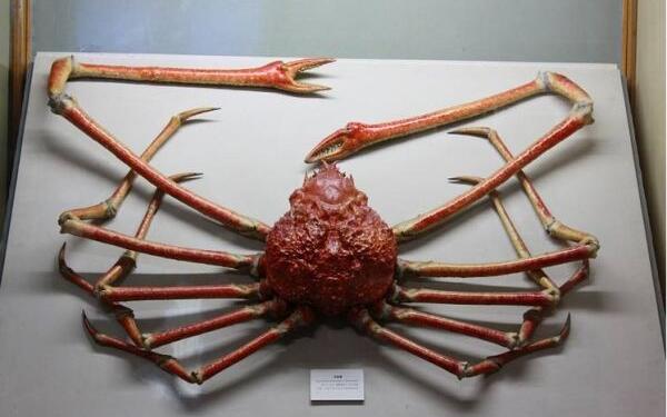 世界上体型最大的螃蟹，巨型杀人蟹（全长可达4.2米）