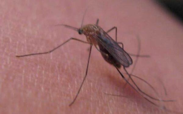 蚊子的危害，使人瘙痒难耐、扰人清梦、传播疾病