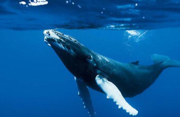 鲸鱼起源和进化：鲸鱼从哪来？跟河马是亲戚吗？