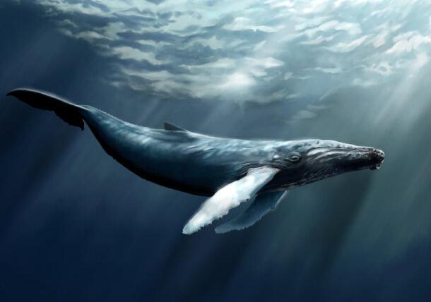 鲸鱼起源和进化：鲸鱼从哪来？跟河马是亲戚吗？