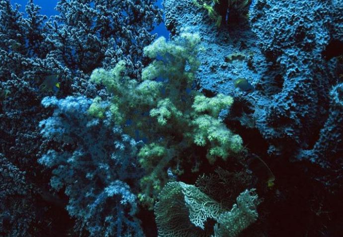 海绵是动物还是植物：看似植物其实是动物，已经发现接近一万六千