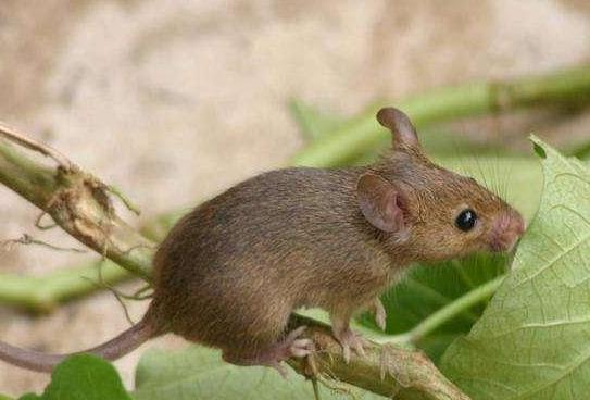 卡西塔斯湖鼠之谜：能够免疫绝症，堪称超人鼠